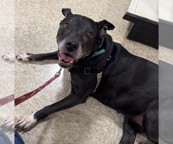 Medium Photo #1 Mutt Puppy For Sale in Fargo, ND, USA