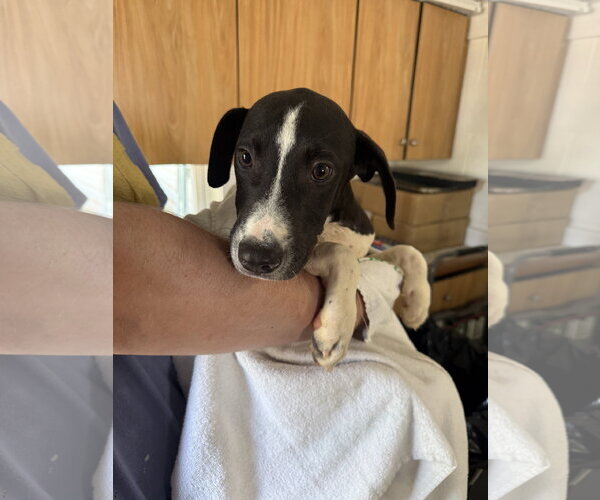 Medium Photo #1 Labrador Retriever-Unknown Mix Puppy For Sale in Sterling, MA, USA