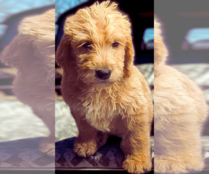 Labradoodle Puppy for sale in SUMMERVILLE, SC, USA