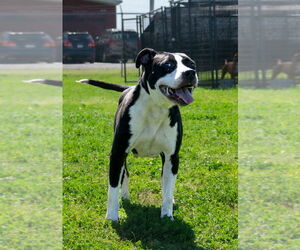 Grace - Female Mutt Dog for Adoption - Photo #4