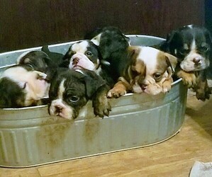 English Bulldog Puppy for sale in COLUMBUS, OH, USA