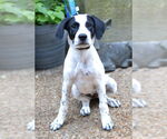 Small Great Pyrenees-Pointer Mix