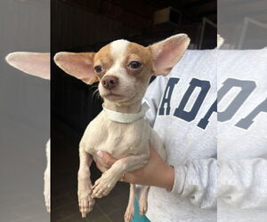 Chihuahua-Unknown Mix Dogs for adoption in Washington, DC, USA