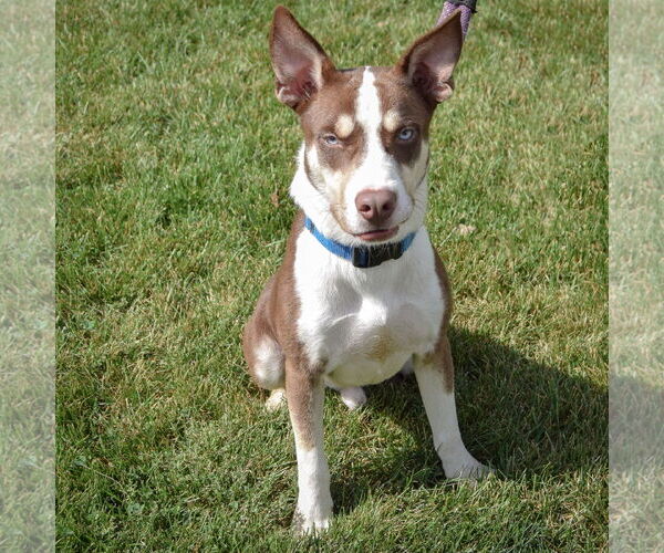 Medium Photo #5 Gerberian Shepsky Puppy For Sale in Huntley, IL, USA