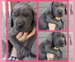 Small Photo #2 Great Dane Puppy For Sale in GREENVILLE, NC, USA