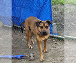 Small #1 Mutt