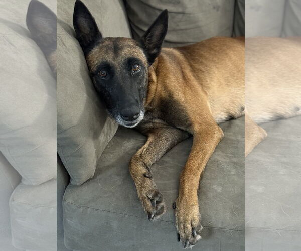 Medium Photo #4 Mutt Puppy For Sale in Stevens Point, WI, USA