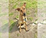 Small #2 Labrador Retriever Mix