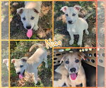Nico - Male Labsky Dog for Adoption - Small photo