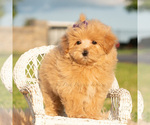 Puppy Saffron Maltipoo (Toy)