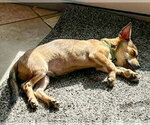 Small #5 Mutt
