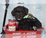 Small Photo #10 Australian Shepherd-Poodle (Toy) Mix Puppy For Sale in SANGER, TX, USA
