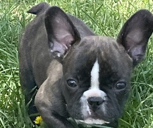 French Bulldog Puppy for sale in SILT, CO, USA