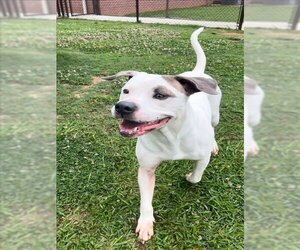 American Bulldog-Unknown Mix Dogs for adoption in Grovetown, GA, USA
