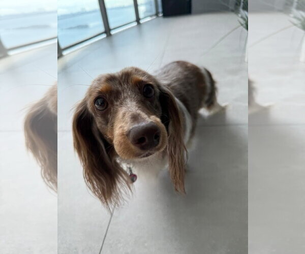 Medium Photo #3 Dachshund Puppy For Sale in Fruitland, SC, USA