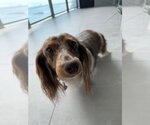Small #2 Dachshund