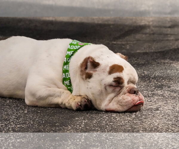 Medium Photo #3 Bulldog-Unknown Mix Puppy For Sale in Sheboygan, WI, USA