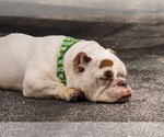 Small Photo #3 Bulldog-Unknown Mix Puppy For Sale in Sheboygan, WI, USA