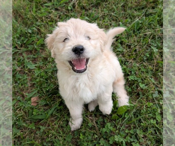 Medium Photo #1 English Cream Golden Retriever-Goldendoodle Mix Puppy For Sale in GREENEVILLE, TN, USA