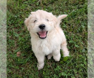 English Cream Golden Retriever-Goldendoodle Mix Puppy for sale in GREENEVILLE, TN, USA