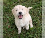 Small English Cream Golden Retriever-Goldendoodle Mix
