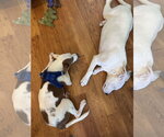 Small Photo #3 Italian Greyhound-Unknown Mix Puppy For Sale in Sheboygan, WI, USA