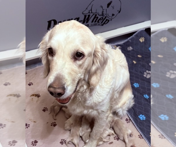 Medium Photo #1 Golden Retriever Puppy For Sale in PEORIA, AZ, USA