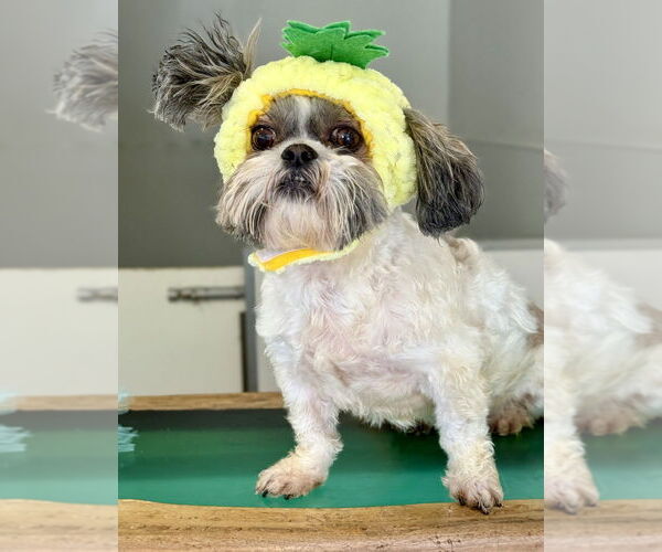 Medium Photo #2 Shih Tzu Puppy For Sale in Studio City, CA, USA