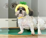 Small #1 Shih Tzu