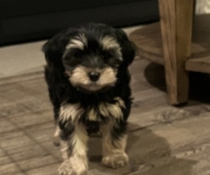 Morkie Puppy for sale in COHOES, NY, USA