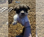 Small Photo #2 Schnauzer (Miniature) Puppy For Sale in LAWRENCEBURG, TN, USA
