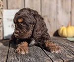 Small Photo #3 Cocker Spaniel Puppy For Sale in GOSHEN, IN, USA