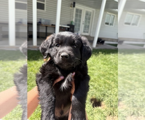 Medium Photo #11 Golden Retriever-Miniature Australian Shepherd Mix Puppy For Sale in LOGAN, UT, USA