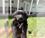 Small Photo #11 Golden Retriever-Miniature Australian Shepherd Mix Puppy For Sale in LOGAN, UT, USA