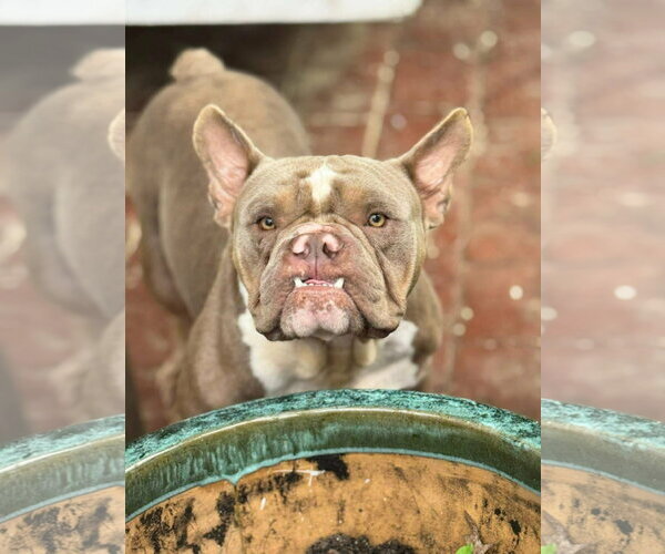Medium Photo #2 Free-Lance Bulldog Puppy For Sale in New London, WI, USA