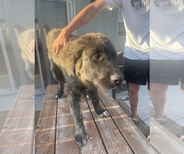 Medium Photo #3 Kangal Dog-Leonberger Mix Puppy For Sale in DILLON, MT, USA
