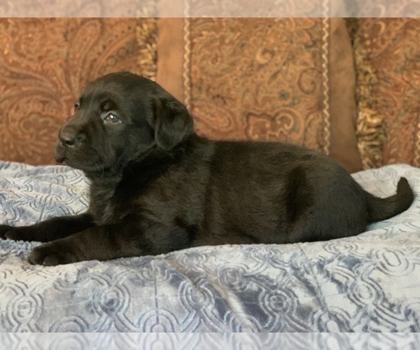 Medium Photo #4 Labrador Retriever Puppy For Sale in SOUTHMONT, NC, USA
