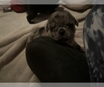 Small Photo #24 Pug Puppy For Sale in BLOOMINGTON, IL, USA
