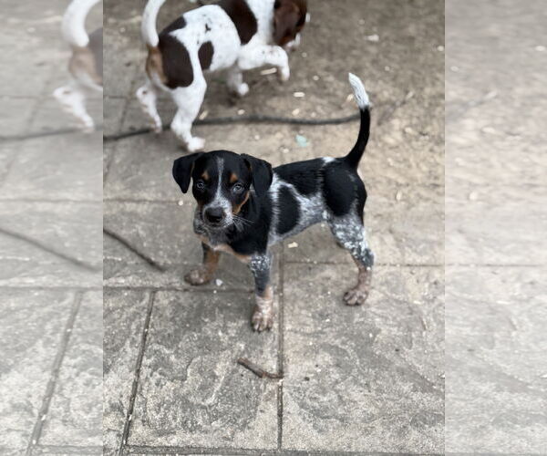 Medium Photo #2 Mutt Puppy For Sale in Fenton, MO, USA