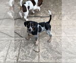 Small #1 Mutt