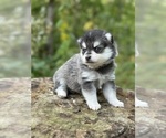 Puppy Lena Alaskan Klee Kai-Pomsky Mix