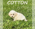 Small #2 Shih-Poo