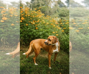 Mochie - Female Boxador Dog for Adoption - Photo #3