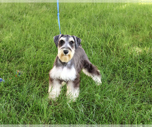 Schnauzer (Miniature) Puppy for sale in SYRACUSE, IN, USA