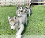 Small Photo #20 Siberian Husky Puppy For Sale in BRKN ARW, OK, USA