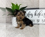 Small #2 Yorkshire Terrier