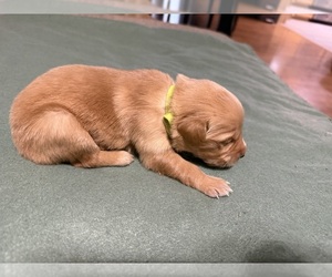 Golden Retriever Puppy for sale in BELTON, TX, USA