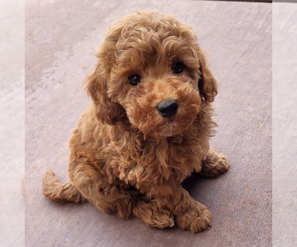 Medium Photo #2 Goldendoodle (Miniature) Puppy For Sale in NARVON, PA, USA