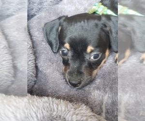 Chiweenie Puppy for sale in SAN DIMAS, CA, USA