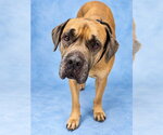BANE - Male Mutt Dog for Adoption - Small photo